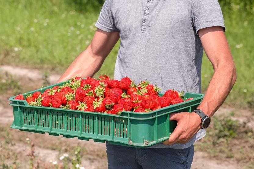 Le bac plastique ajouré est une solution pratique pour le transport de petits fruits, tels que des fraises.