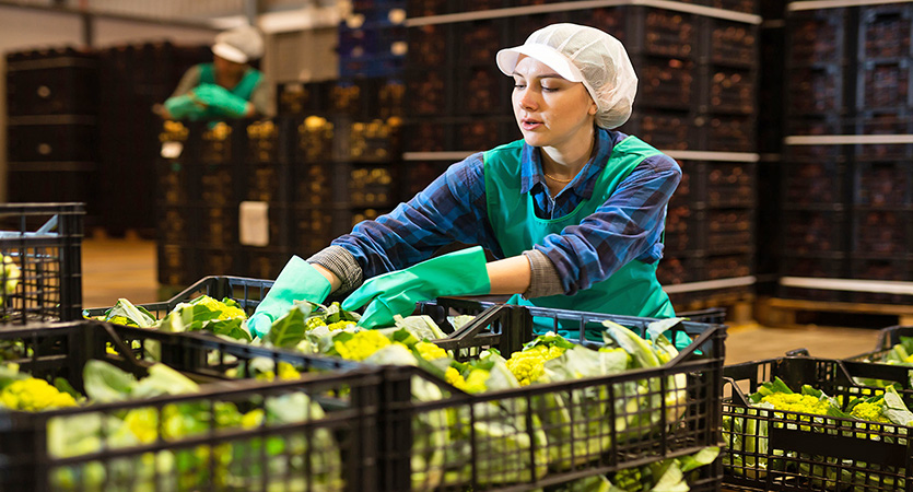 Du champ au point de vente : optimiser la logistique de la récolte avec les bons supports de charge