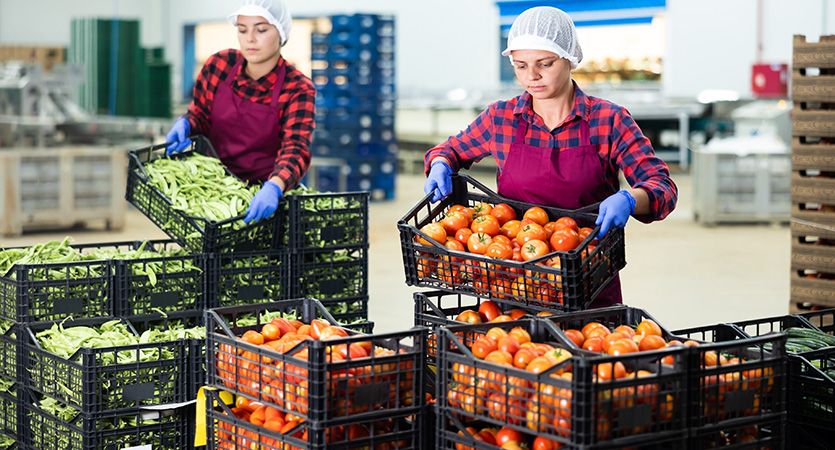 Du champ au point de vente : optimiser la logistique de la récolte avec les bons supports de charge