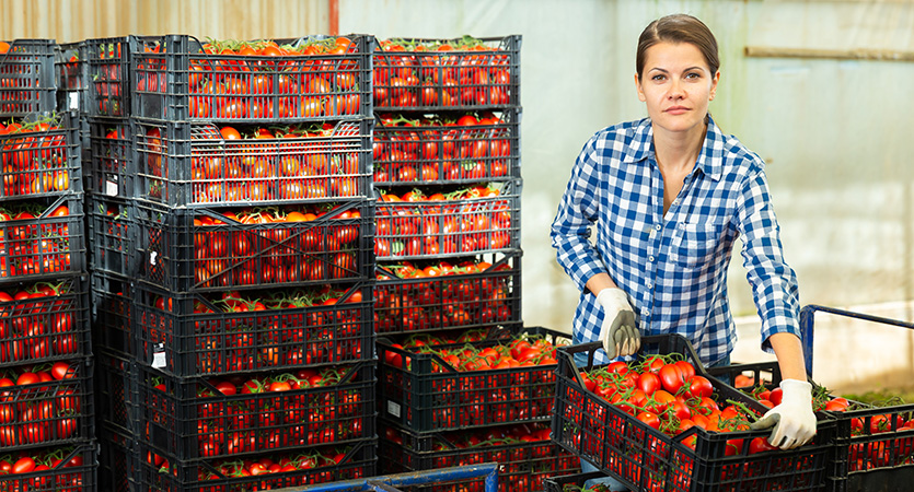 Du champ au point de vente : optimiser la logistique de la récolte avec les bons supports de charge